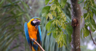 Urwaldtour im Amazonasbecken